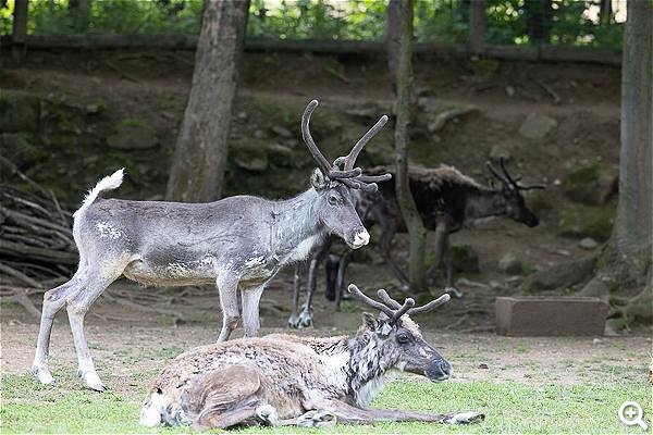 Die Rentiere warten auf den Winter
